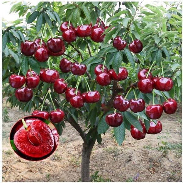 🏆75K+ SOLD! 🌳Cherry Tree Seeds – Delicious, Fresh Cherries Await!(🌿99% Germination)