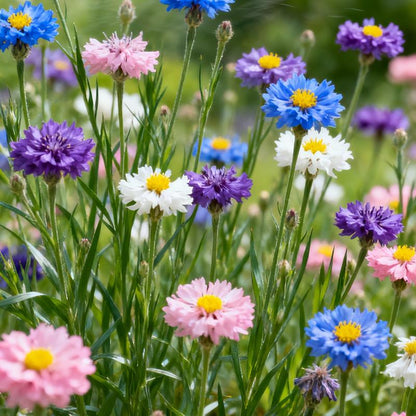 💝Premium Mixed Perennial Cornflower Seeds