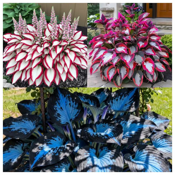 🔥Last day clearance🔥Premium Rare Hosta Seeds🌿Shade-Tolerant Plant