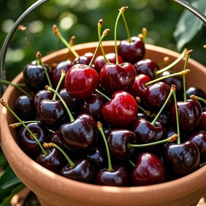 🏆75K+ SOLD! 🌳Cherry Tree Seeds – Delicious, Fresh Cherries Await!(🌿99% Germination)