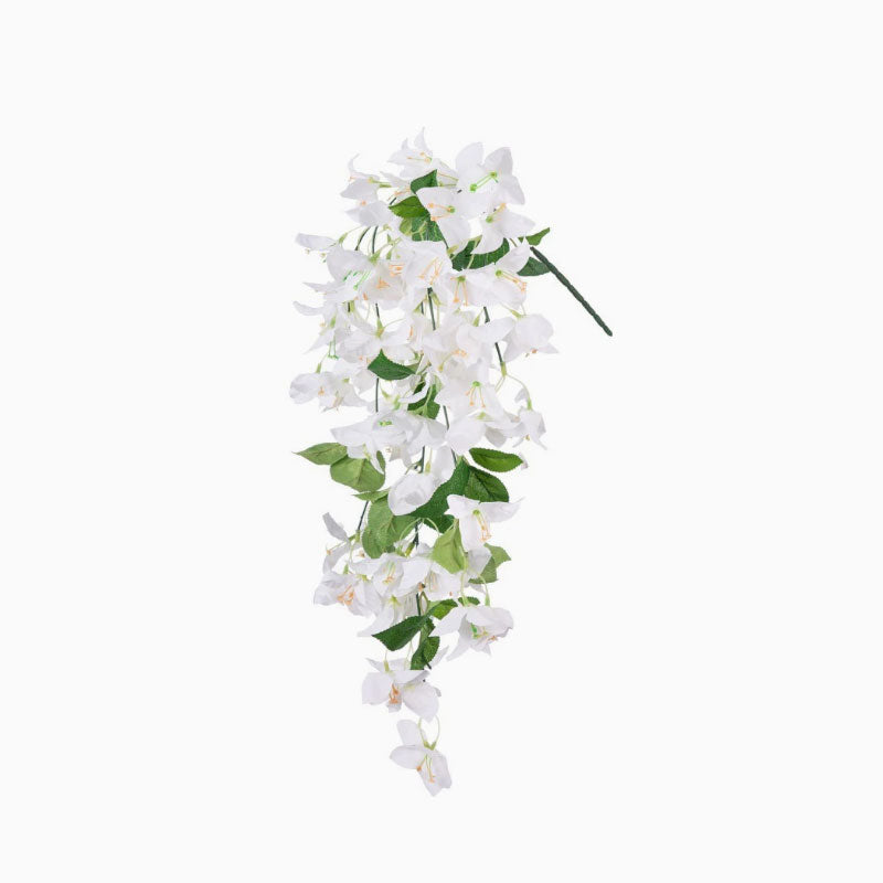 White Bougainvillea