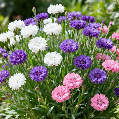 💝Premium Mixed Perennial Cornflower Seeds