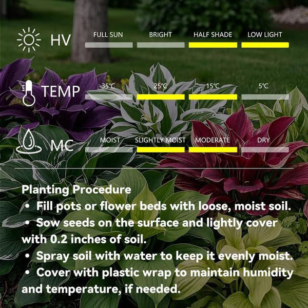 🔥Last day clearance🔥Premium Rare Hosta Seeds🌿Shade-Tolerant Plant