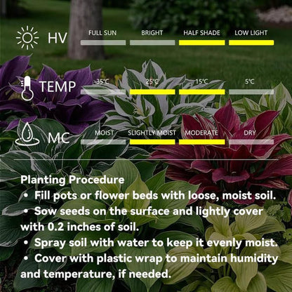 🔥Last day clearance🔥Premium Rare Hosta Seeds🌿Shade-Tolerant Plant