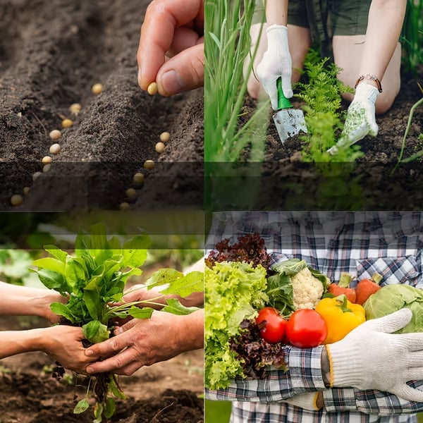 🥒🍅Vegetable Seed Vault Kit | 35 Variety Pack