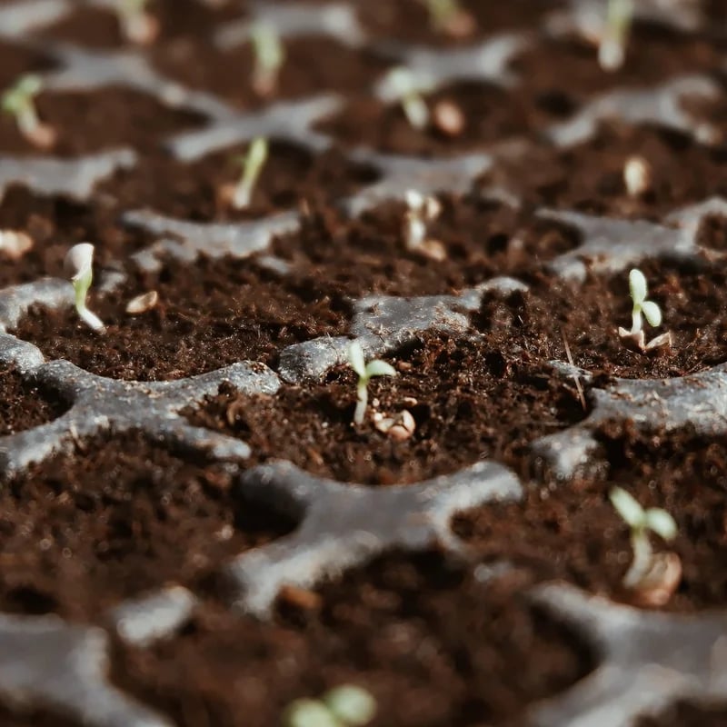 🔥Seasonal promotion- 49% OFF🔥-Premium Organic Coconut Coir Bricks for Plants(Collected from Pacific island countries)🥥