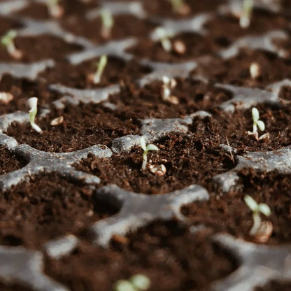 🔥Seasonal promotion- 49% OFF🔥-Premium Organic Coconut Coir Bricks for Plants(Collected from Pacific island countries)🥥