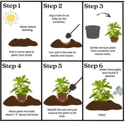 🔥Hot Sale 49% OFF🔥Mission Fig Tree Live Plant